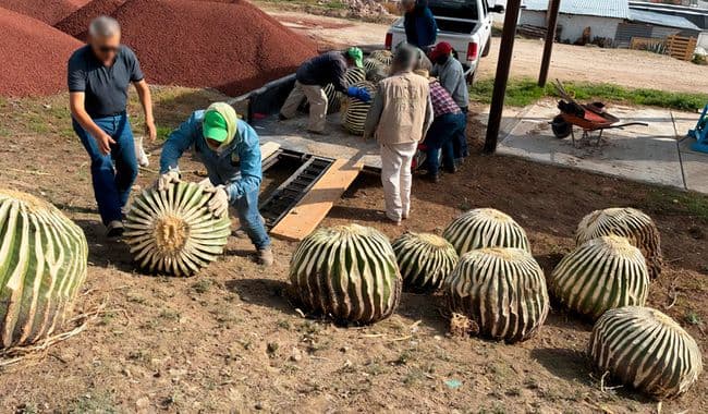 Del acitrón para el chile en nogada a la extinción: En Hidalgo, luchan por salvar la biznaga gigante