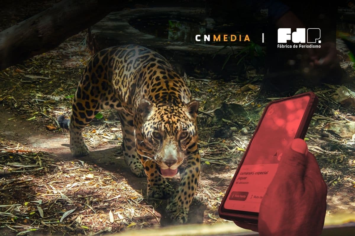 Cacería por venganza: el conflicto que alimenta el tráfico del jaguar en Calakmul