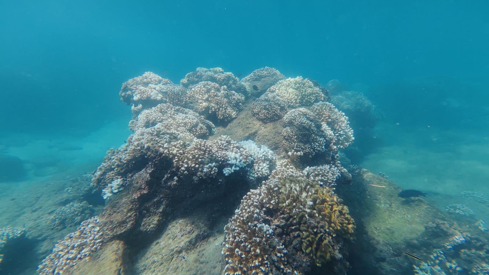 Corales bajo estrés térmico: el blanqueamiento impacta a arrecifes entre Loreto y Cabo San Lucas