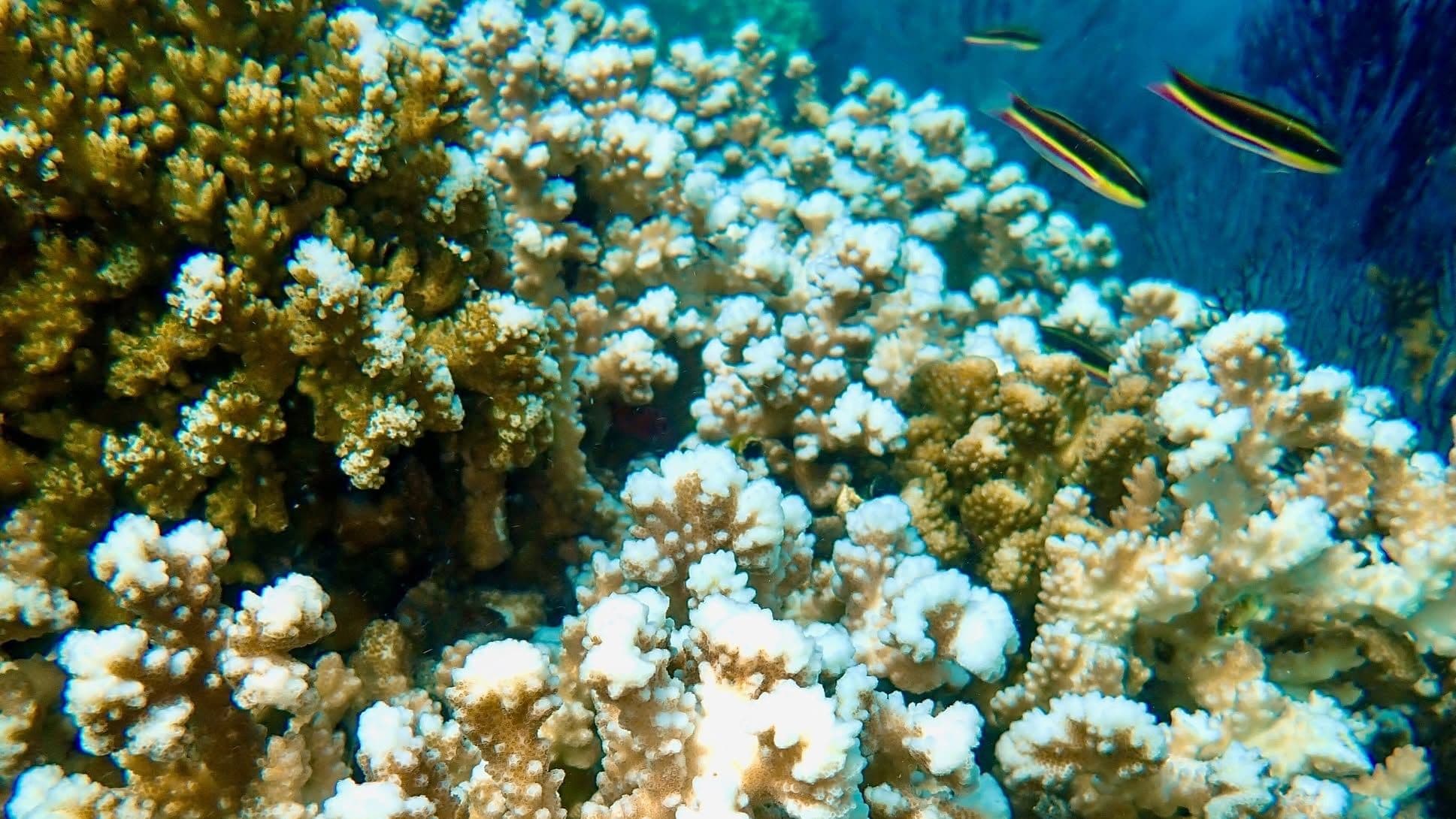 La resiliencia de Cabo Pulmo: tras perder un tercio de sus corales, se recupera poco a poco