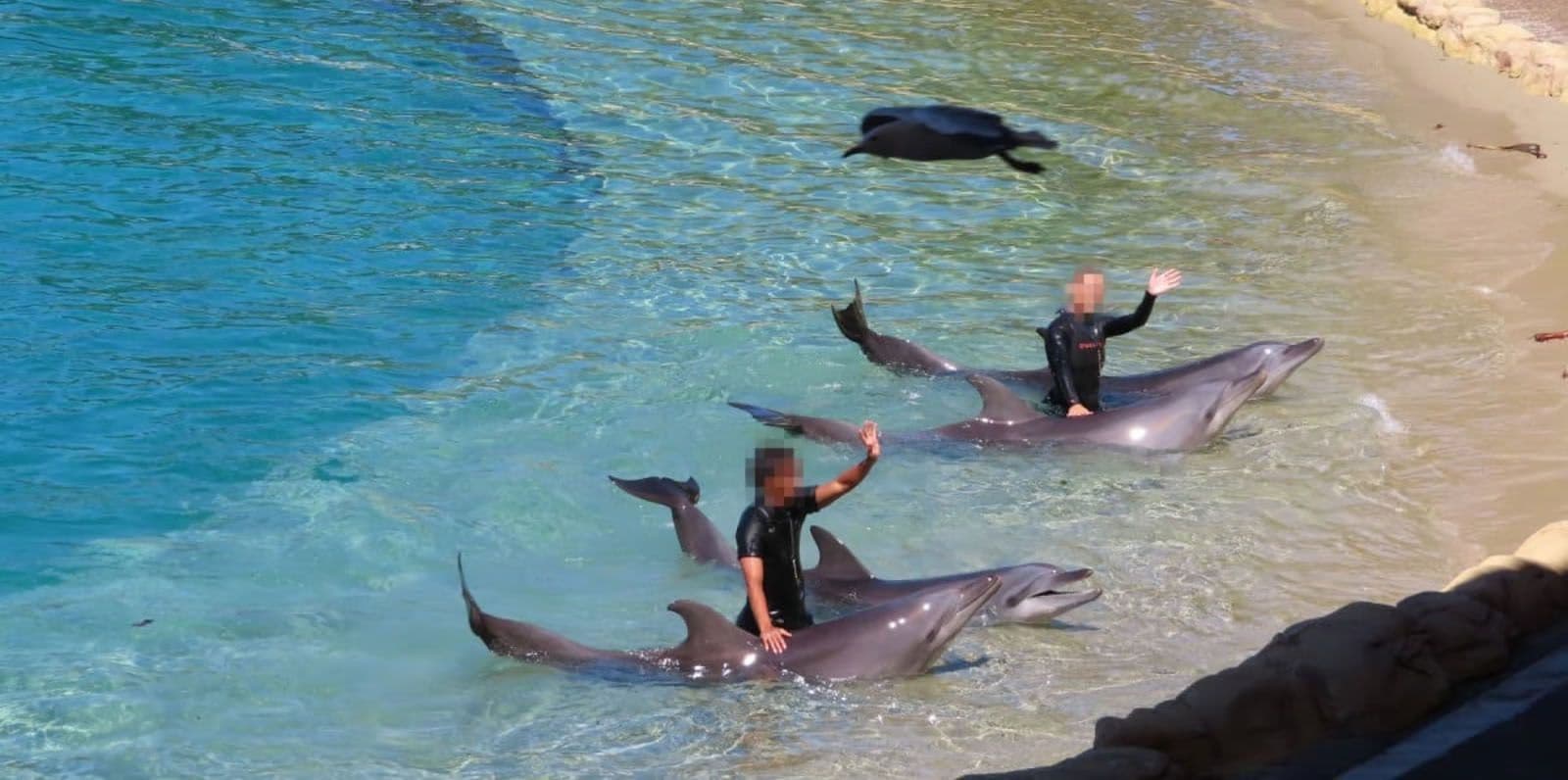 Delfines enfermos y en el abandono: más de 64 mil firmas exigen su rescate