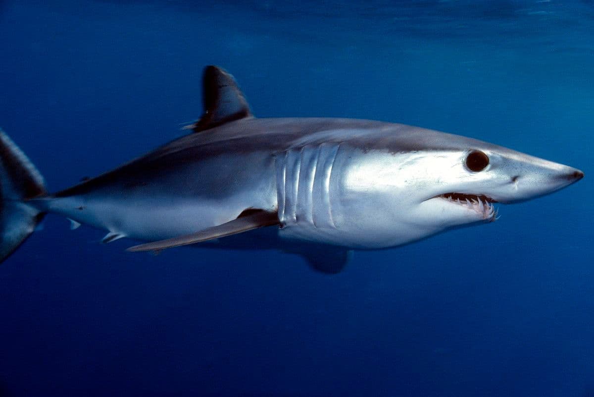 Efecto El Niño: huyen tiburones y lobos marinos por calentamiento del agua en Baja California Sur