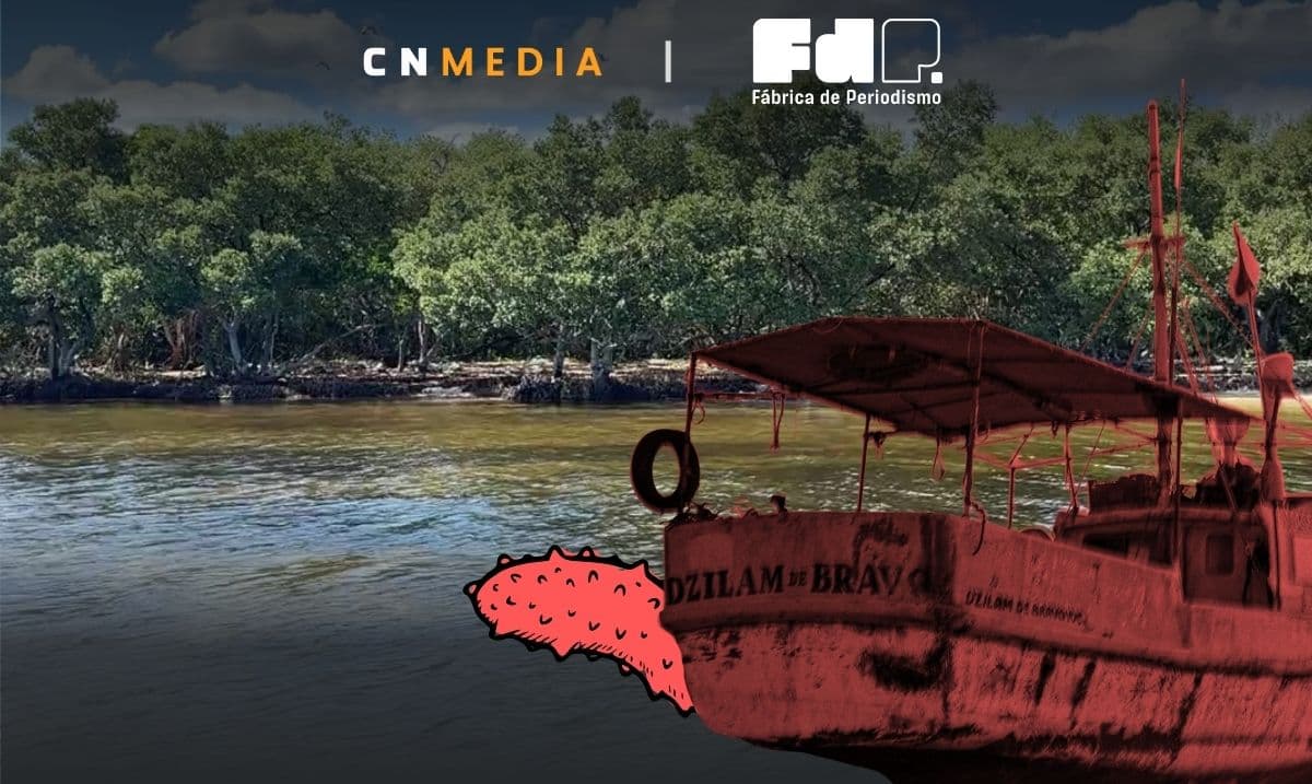 Dzilam de Bravo, Yucatán: mafia, pepino de mar y desapariciones: "Cuando abran los ojos, ya tendremos al narco al lado"